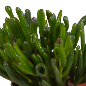 Livraison plante Trio de Crassula et leurs caches - pots h21cm