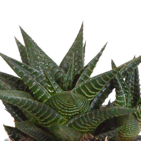 Livraison plante Trio de Gasteria/Haworthia h18cm