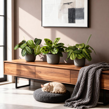 Livraison plante Trio de Maranta