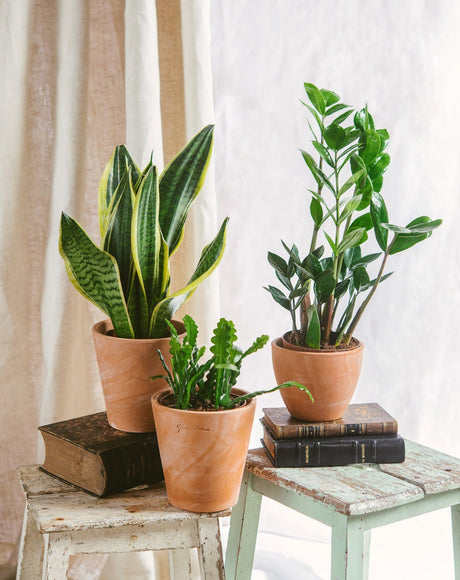 Livraison plante Trio de plantes - EASY CARE | Entretien facile