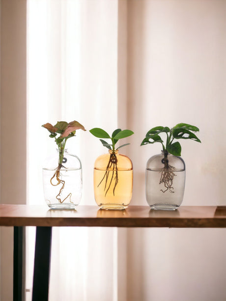 Livraison plante Trio de plantes en hydrocultre