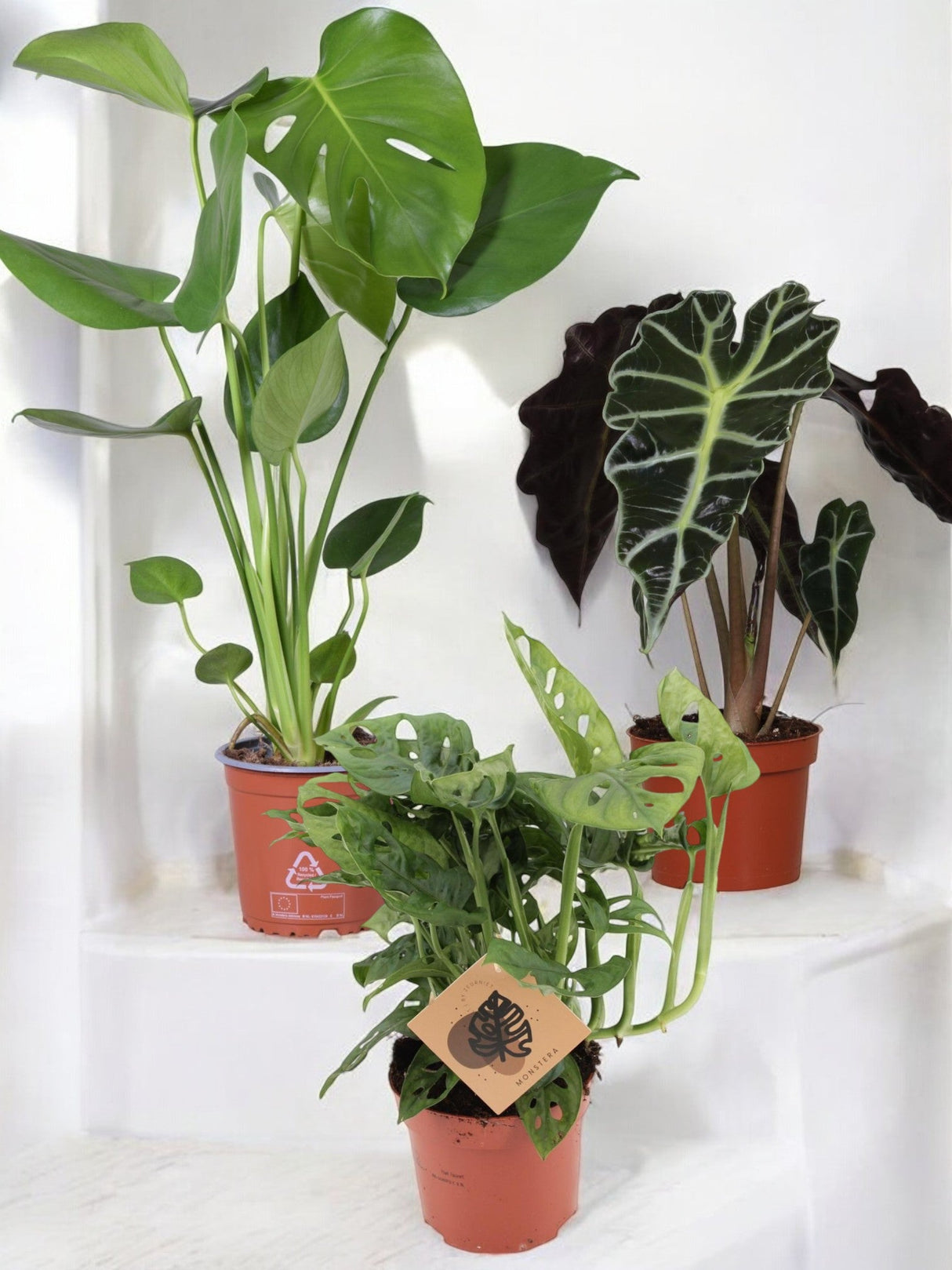 Livraison plante Trio de plantes Jungle