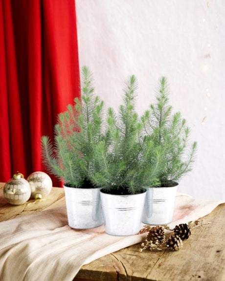 Livraison plante Trio de Sapins de Noël et leur pot en zinc