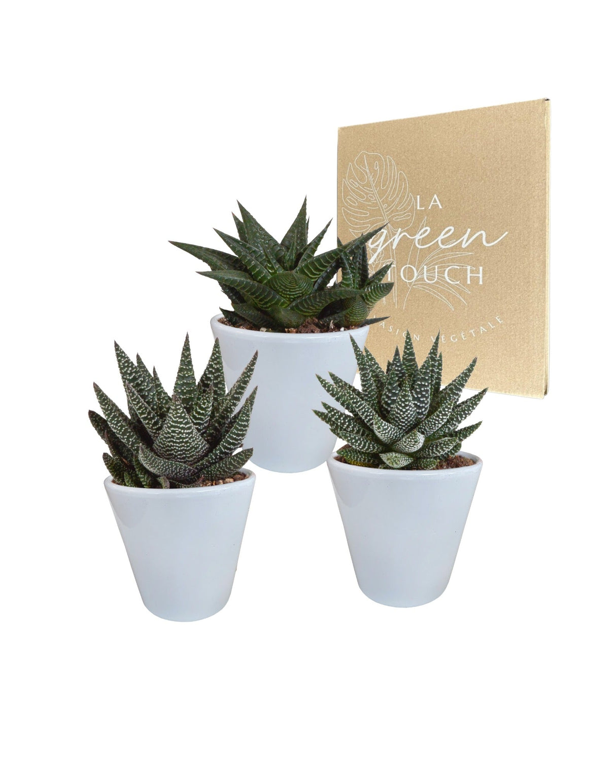 Livraison plante Trio de Succulentes et leurs caches - pots blancs h18cm