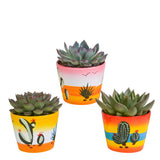 Livraison plante Trio d'Echeveria et leurs caches - pots h15cm