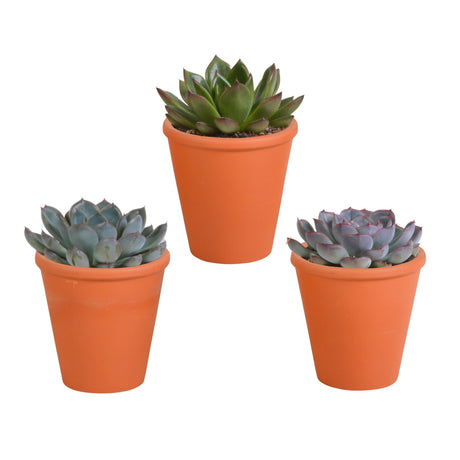 Livraison plante Trio d'Echeveria et leurs caches - pots terracotta h15cm