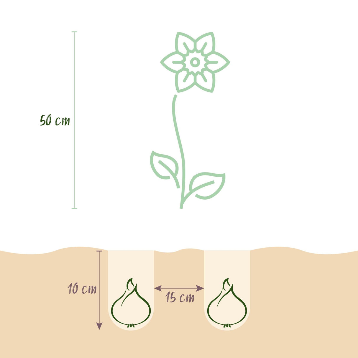 Livraison plante Tulipe Pink - Red – Lot de 40