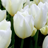 Livraison plante Tulipe Purissima - 15 bulbes