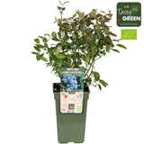 Livraison plante Vaccinium corymbosum 'Brigitta Blue'