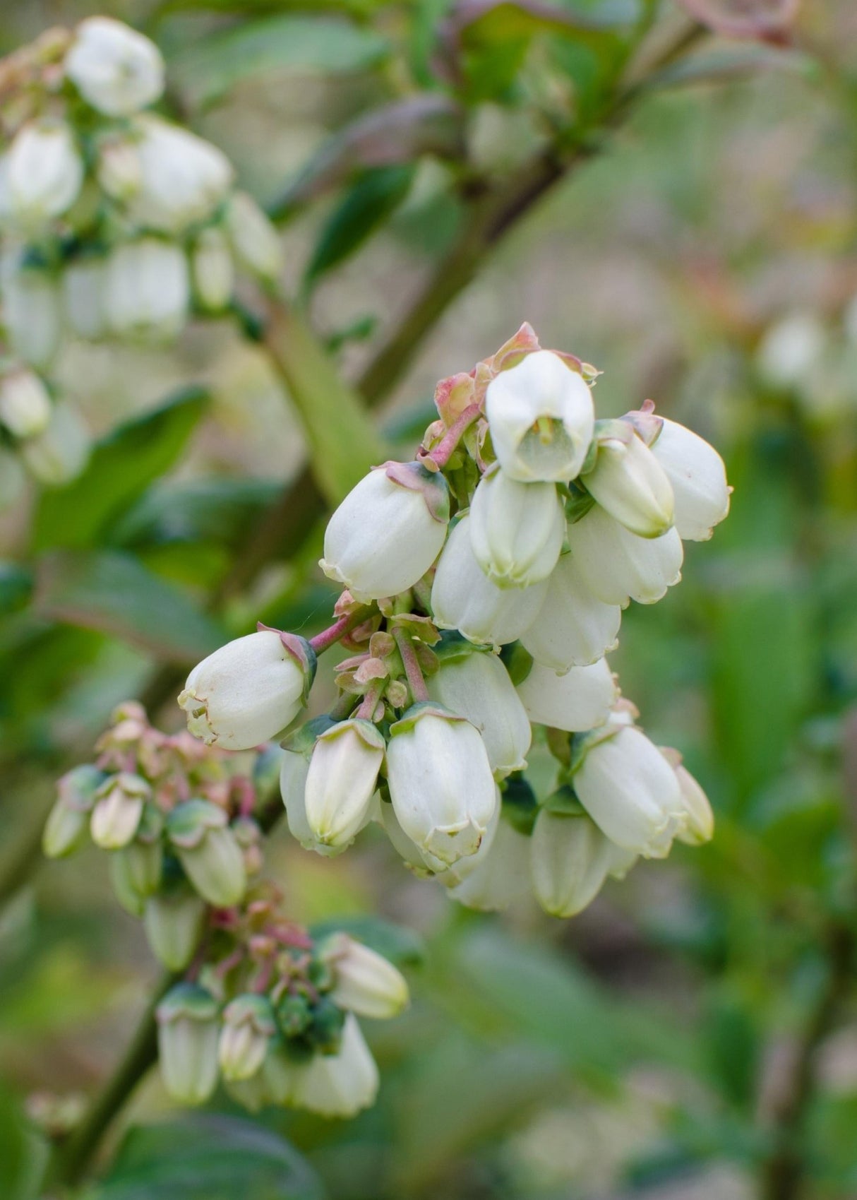 Livraison plante Vaccinium corymbosum 'Brigitta Blue' - Lot de 5