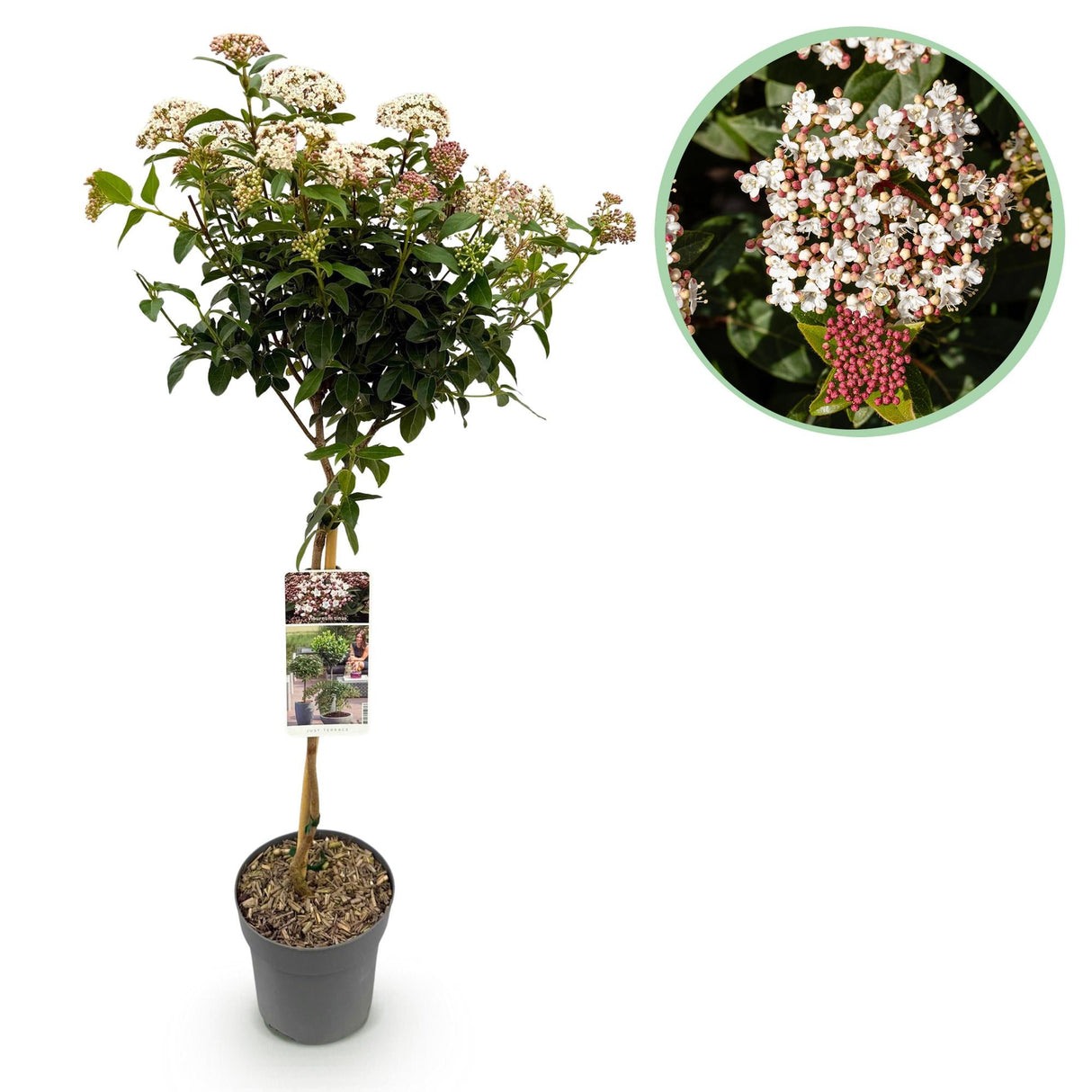 Livraison plante Viburnum tinus – Lot de 1 – Pot 19 cm – Hauteur 90 cm