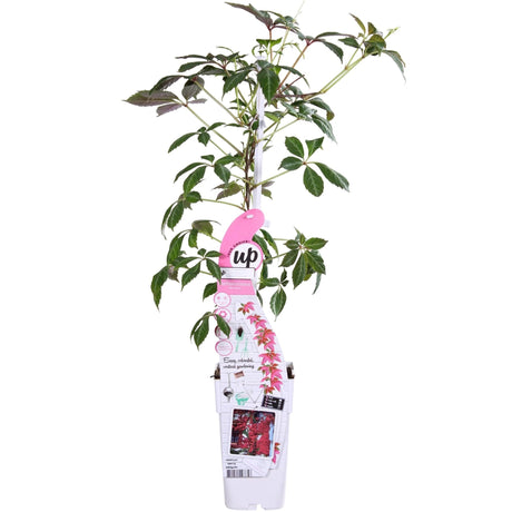 Livraison plante Vigne vierge - Parthénossus Henryana - ↨65cm - Ø15 - plante d'extérieur grimpante