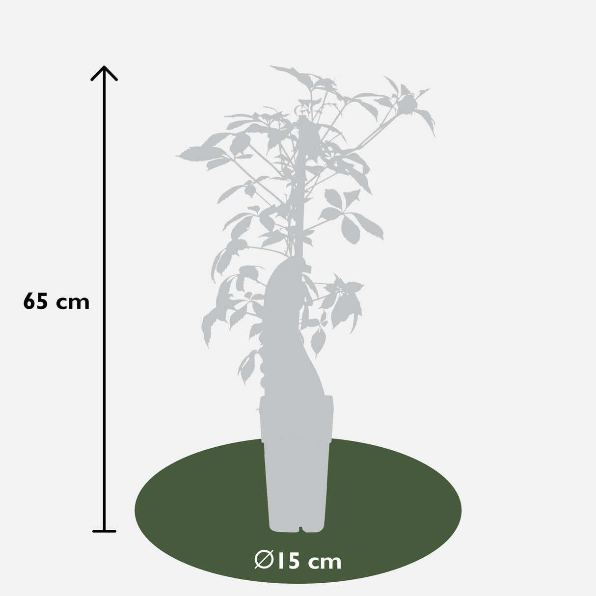 Livraison plante Vigne vierge - Parthénossus Henryana - ↨65cm - Ø15 - plante d'extérieur grimpante