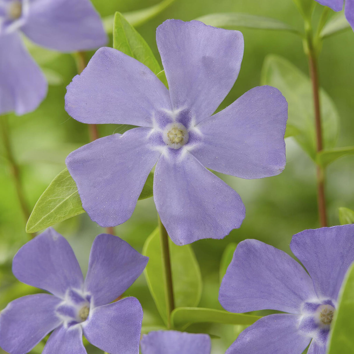 Livraison plante Vinca minor - 20x h25cm d9cm