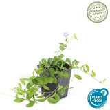 Livraison plante Vinca minor - 20x h25cm d9cm