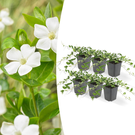 Livraison plante Vinca minor 'Alba' - Lot de 6