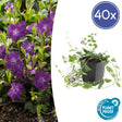 Livraison plante Vinca minor atropurpurea - 40x h25cm d9cm