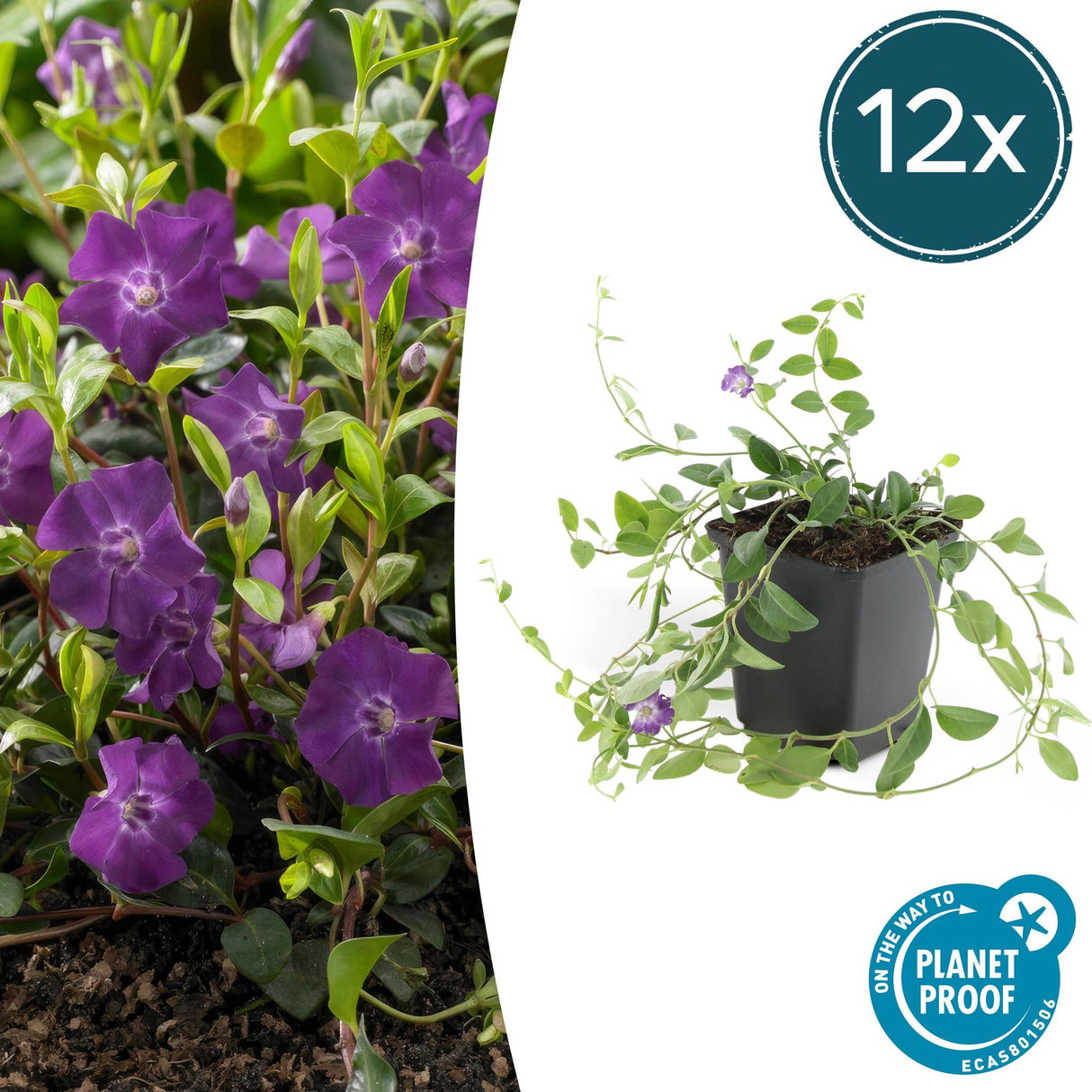 Livraison plante Vinca minor 'Atropurpurea' - h25cm d9cm