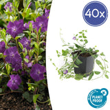 Livraison plante Vinca minor 'Atropurpurea' - h25cm d9cm