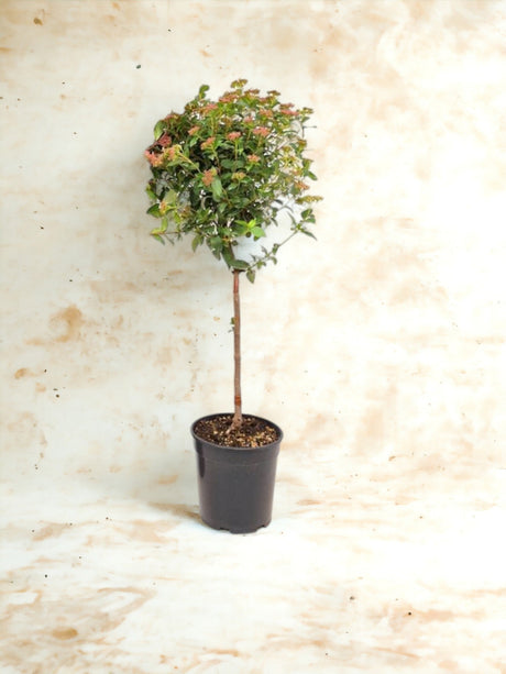 Livraison plante Viorne en pot d21cm h100cm