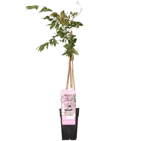 Livraison plante Wisteria Floribunda 'Rosea' - ↨65cm - Ø15