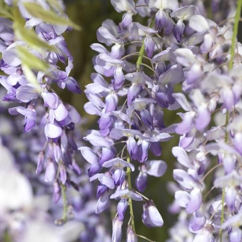 Livraison plante Wisteria Sinensis 'from Seed'