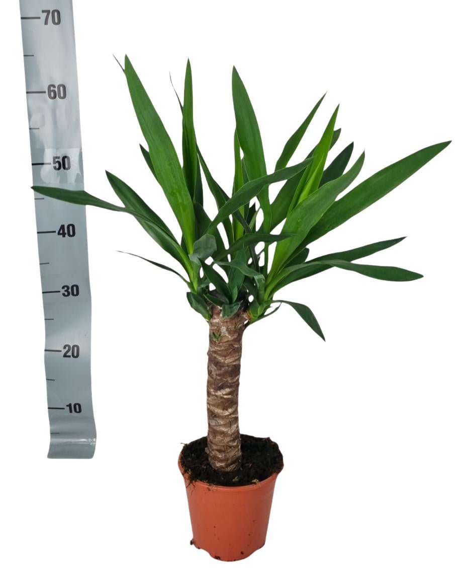 Livraison plante Yucca