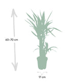 Livraison plante Yucca