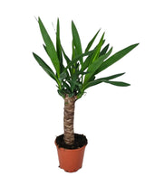 Livraison plante Yucca