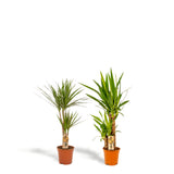 Livraison plante Yucca, Dracaena, duo de plantes h90cm