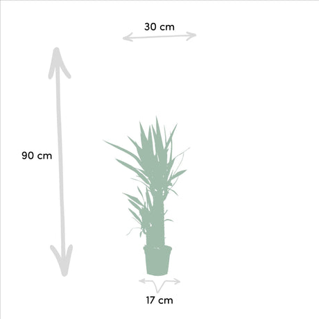 Livraison plante Yucca, Dracaena, duo de plantes h90cm