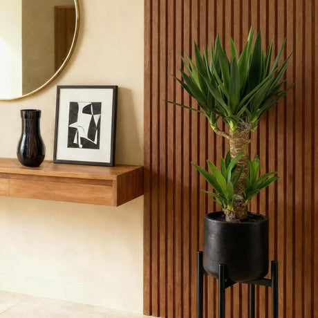 Livraison plante Yucca elephantipes