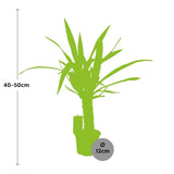 Livraison plante Yucca Elephantipes