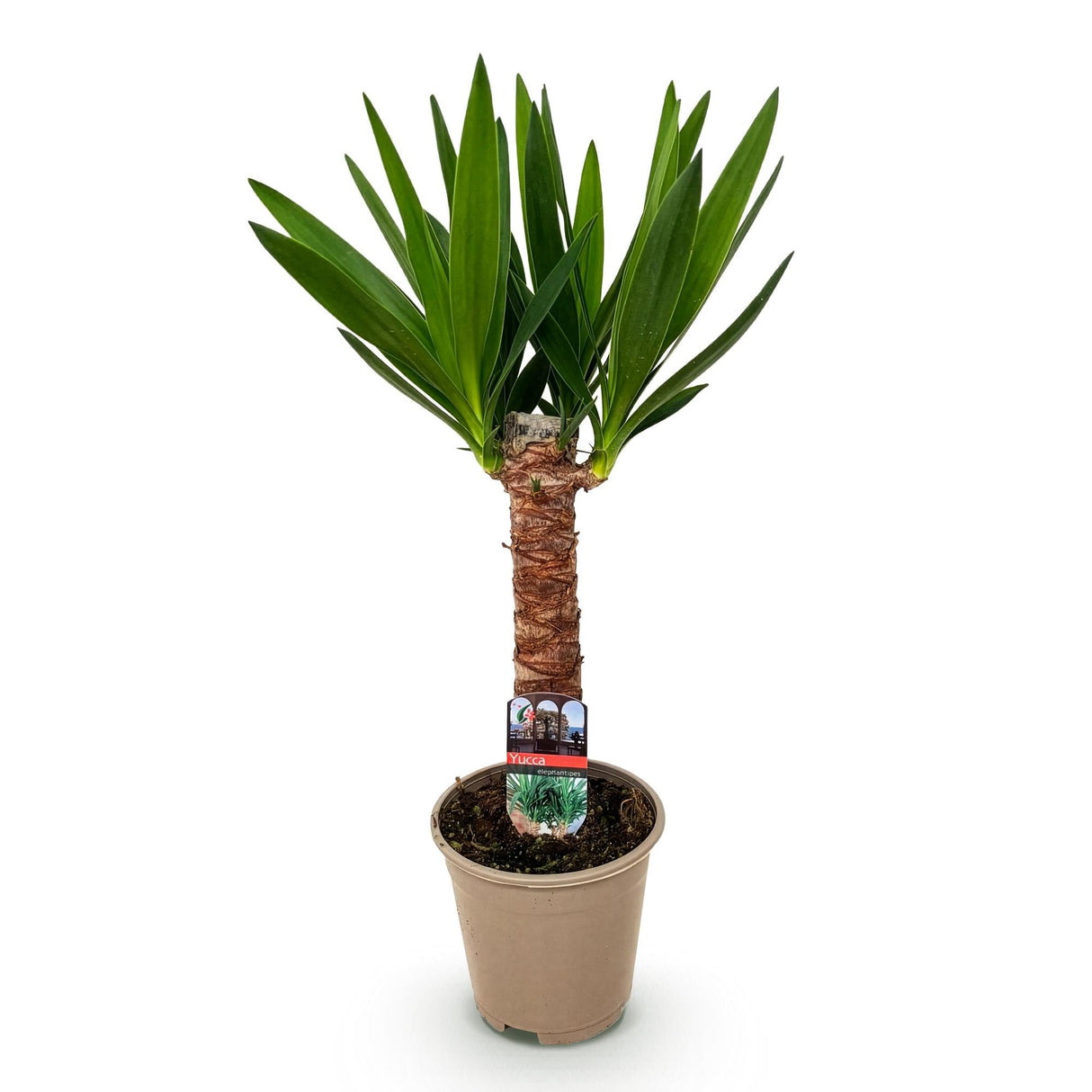 Livraison plante Yucca elephantipes d14cm H55cm