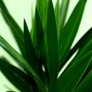 Livraison plante Yucca elephantipes – Lot de 2 – Pot 19 cm – Hauteur 120 cm