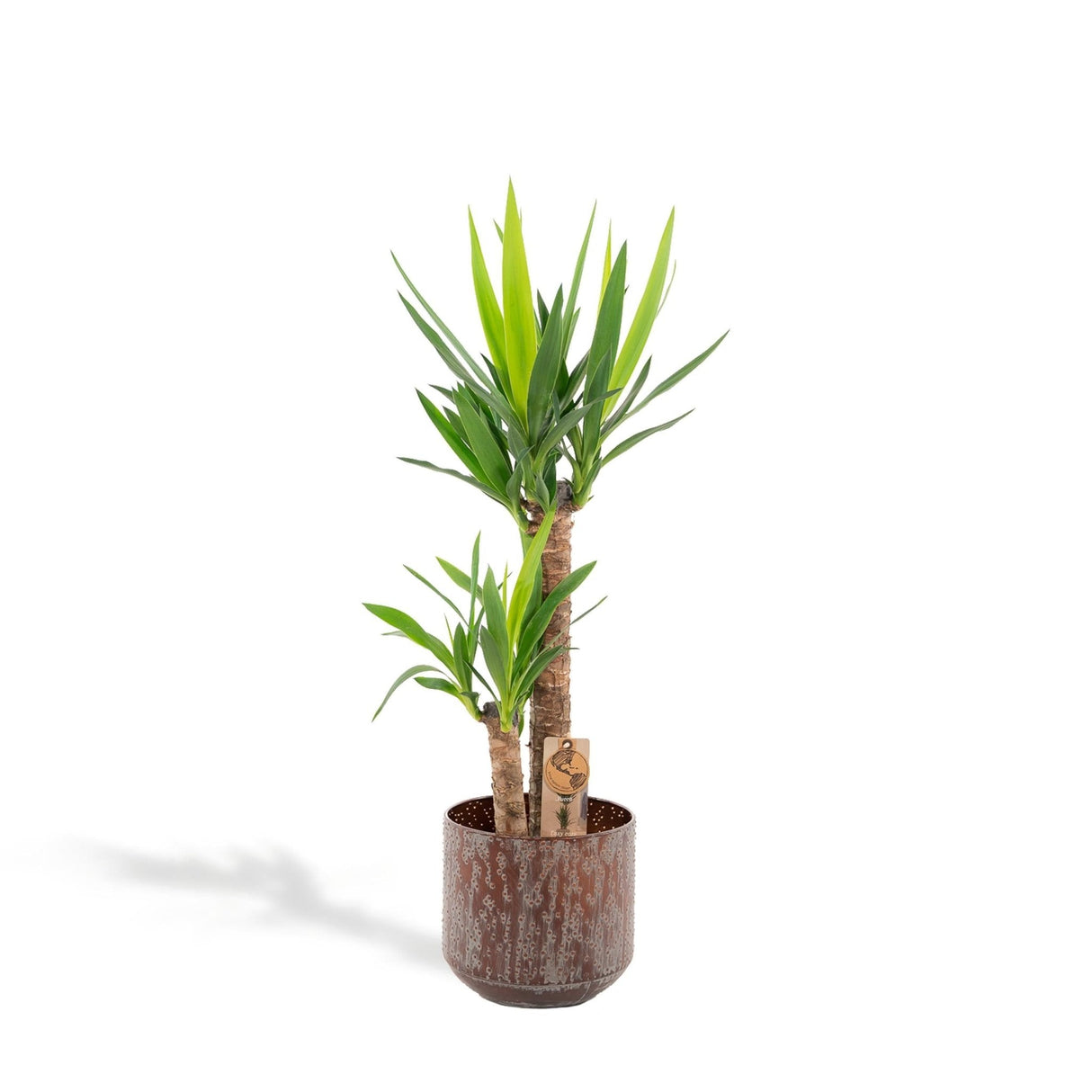 Livraison plante Yucca et son pot