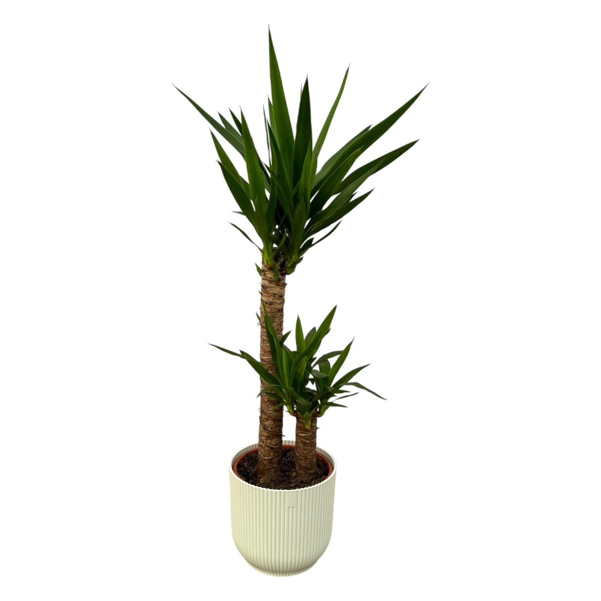 Livraison plante Yucca et son pot