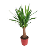 Livraison plante Yucca "Maya Tree" 30stam P19 - Ø19cm - ↕80cm