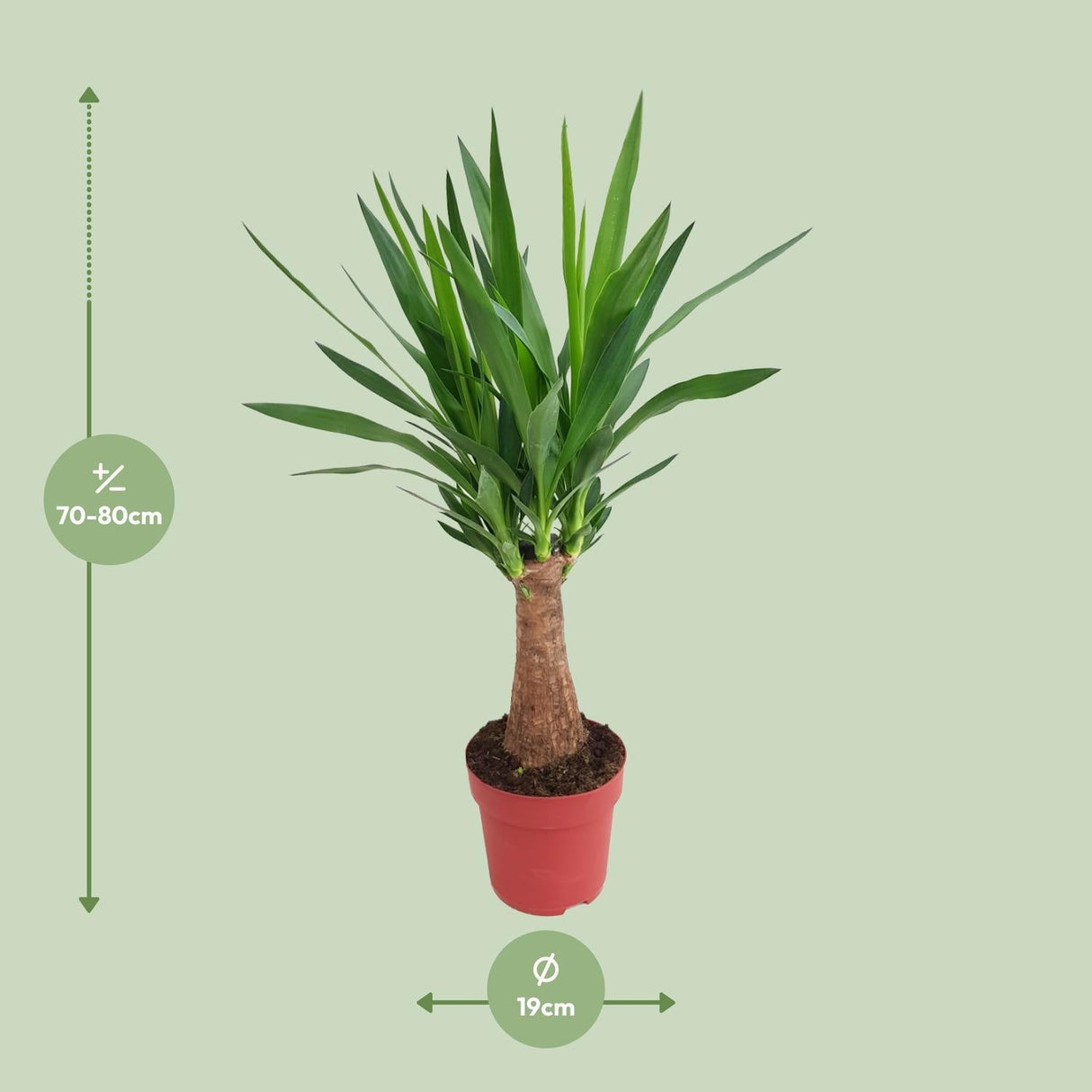 Livraison plante Yucca "Maya Tree" 30stam P19 - Ø19cm - ↕80cm