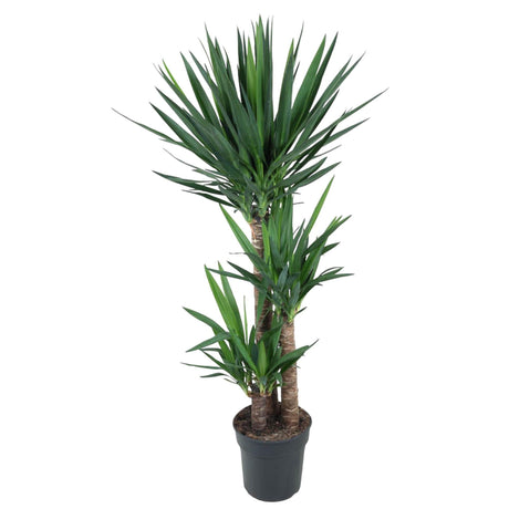 Livraison plante Yucca pied d'éléphant