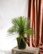 Livraison plante Yucca Rostrata