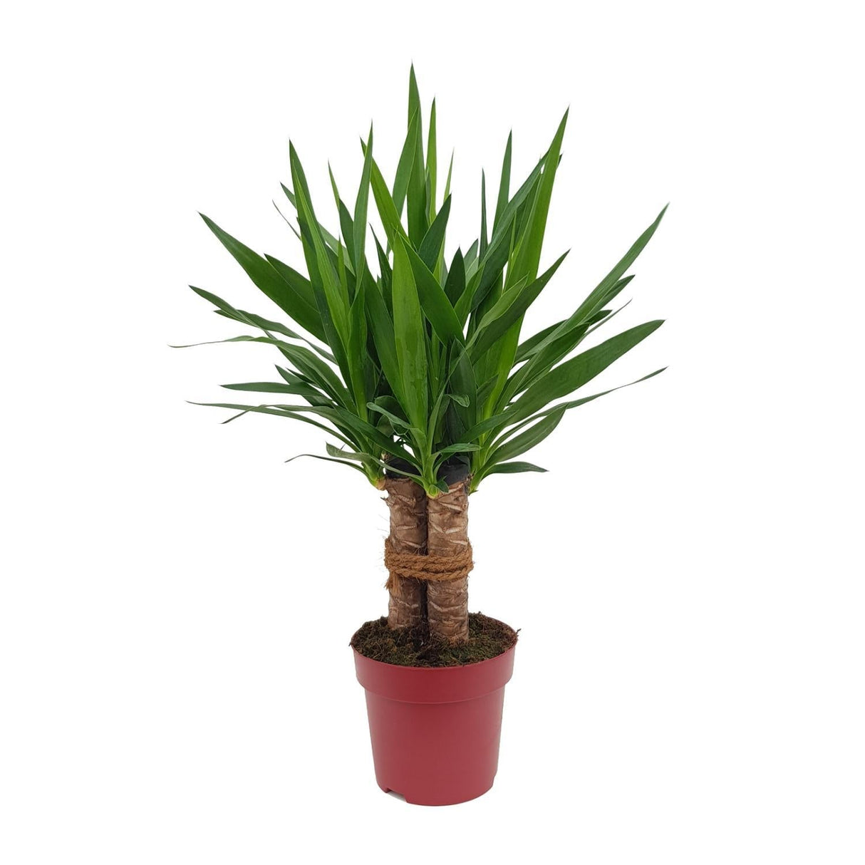 Livraison plante Yucca Tres Cañas