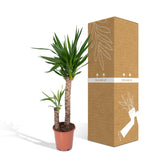 Livraison plante Yucca XL h100.0cm