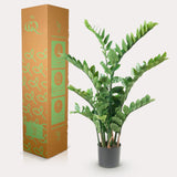 Livraison plante Zamioculcas plante artificielle - h110cm, Ø13cm