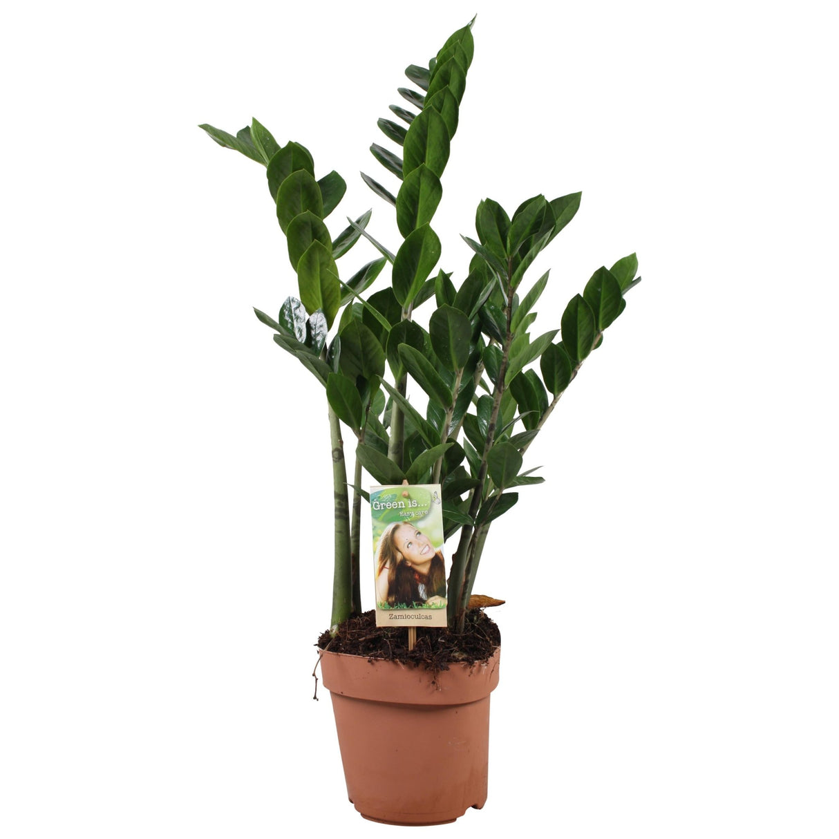 Livraison plante Zamioculcas Zamiifolia