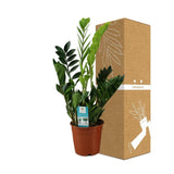 Livraison plante Zamioculcas zamiifolia