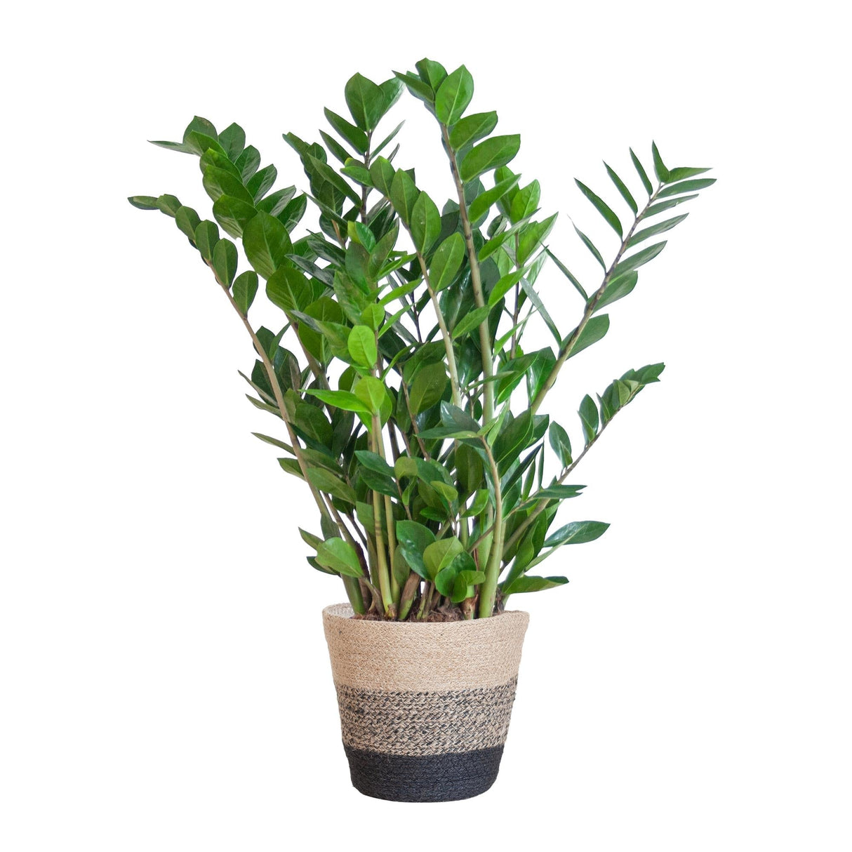 Livraison plante Zamioculcas Zamiifolia et son pot