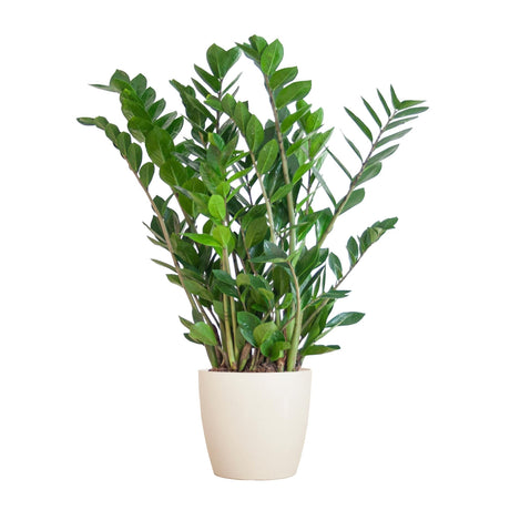 Livraison plante Zamioculcas Zamiifolia et son pot