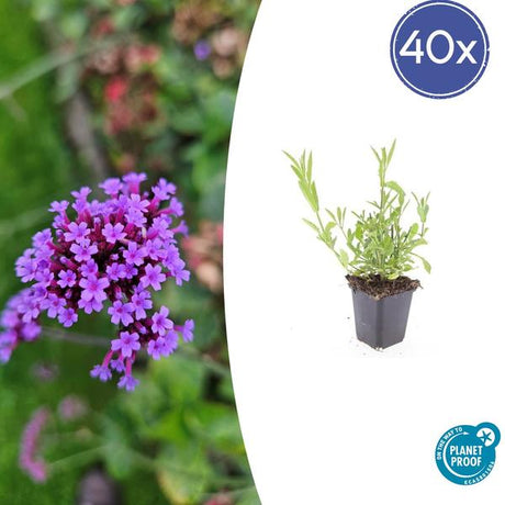 Verveine De Buenos Aires (Verbena bonariensis) '' - vue 10