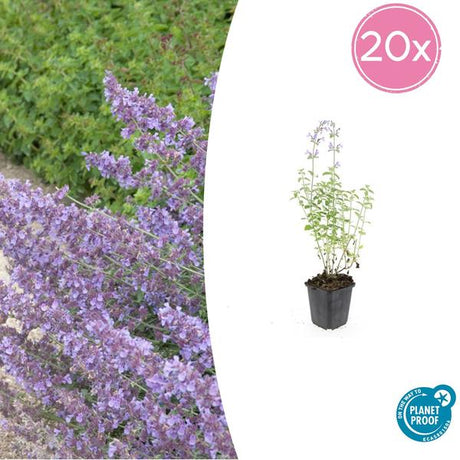 Cataire (Nepeta x faassenii) 'Walker’s Low' - vue 10